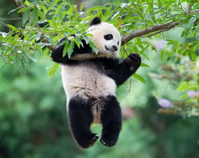 熊猫星座运势,熊猫的运势是什么歌