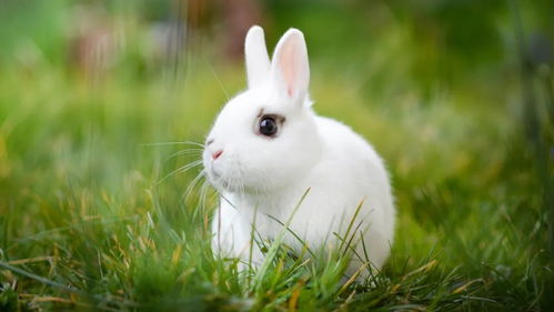 生肖兔子运势（生肖兔子运势和财运） 20240510更新